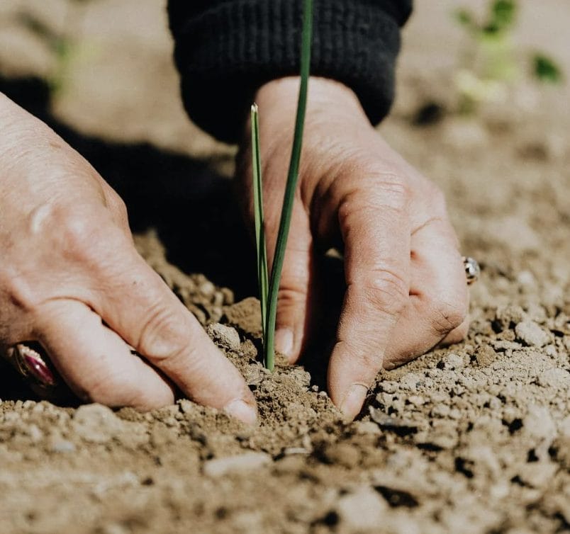 Crop faceless woman planting seedling into soil via pexels